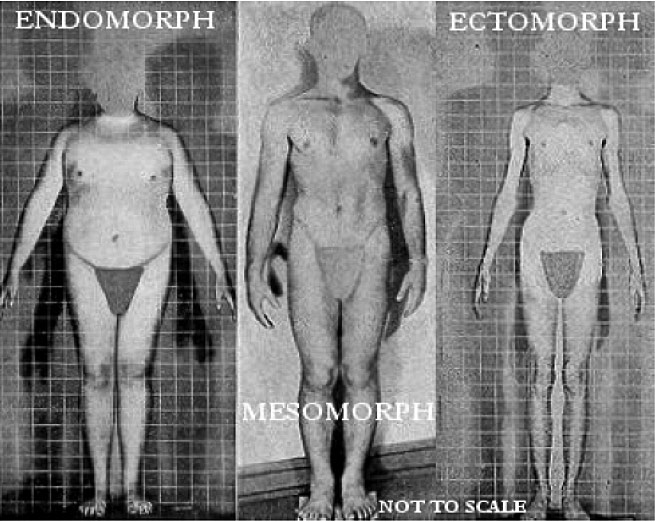 Типы телосложения по Шелдону